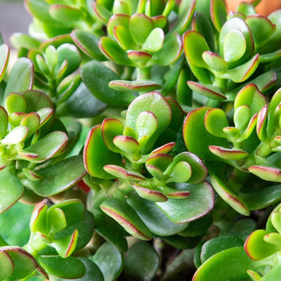 Crassula Ovata in a 12cm Pot - Money Penny Plant - Live Indoor Plant - 4