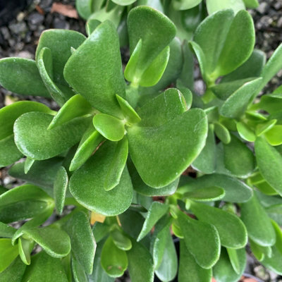 Crassula Ovata in a 12cm Pot - Money Penny Plant - Live Indoor Plant - 5