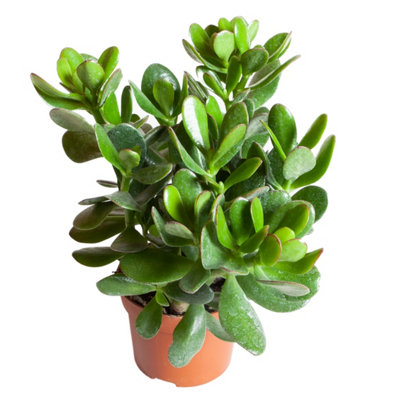 Crassula Ovata in a 12cm Pot Perfect for Home/Office Live Indoor Pot Plant Money Penny Tree Homes - 3