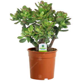 Crassula Ovata 'Jade Plant' - Lush, Easy-Care Succulent for Home or Office, Ideal for Beginners (25-35cm)