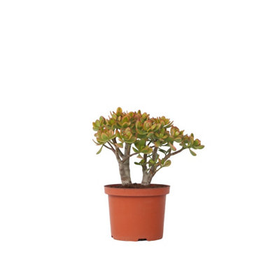Crassula Ovata Sunset - Jade Plant - Height 30-35cm - Pot 17cm