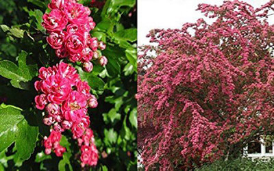 Crataegus Paul's Scarlet Tree 5-6ft Supplied in a 10 Litre Pot