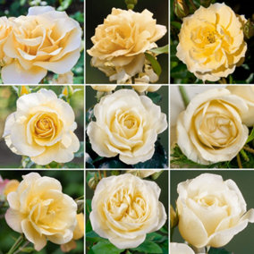 Cream Rose - Outdoor Plant, Stunning Colour, Ideal for Gardens, Compact Size