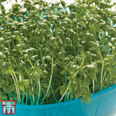 Cress 1 Seed Packet (2000 Seeds)