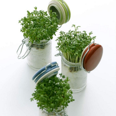 Cress 1 Seed Packet (2000 Seeds) - 3