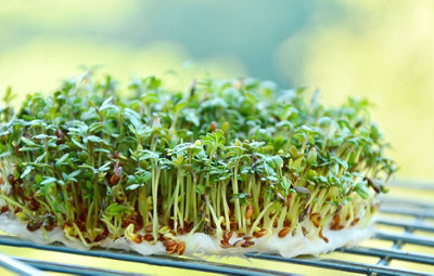 Cress Curled Herb Seeds (Approx. 1000 seeds) by Jamieson Brothers - 3