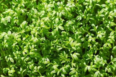 Cress Curled Herb Seeds (Approx. 1000 seeds) by Jamieson Brothers - 4