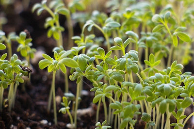 Cress Curled Herb Seeds (Approx. 1000 seeds) by Jamieson Brothers - 6