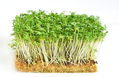 Cress Curled Herb Seeds (Approx. 1000 seeds) by Jamieson Brothers - 8