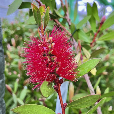 Crimson Bottlebrush Plant (Callistemon laevis) - 2 x 15L Pots ...