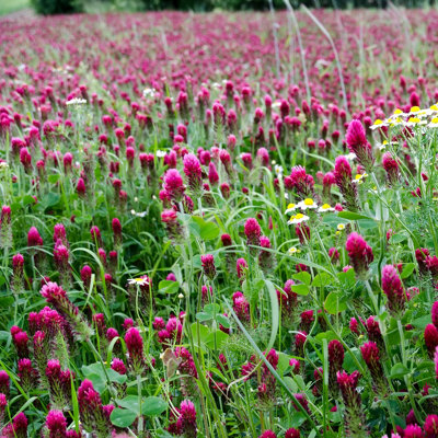 Crimson Clover Seeds for Natural Lawns and Gardens - Red/Crimson Flower Seeds - Garden Lawncare Guy (100 Grams)