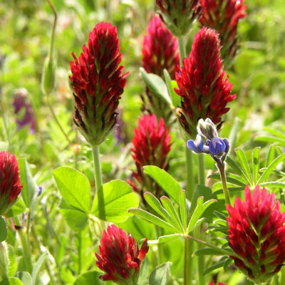 Crimson Clover Seeds for Natural Lawns and Gardens - Red/Crimson Flower Seeds - Garden Lawncare Guy (100 Grams) - 3