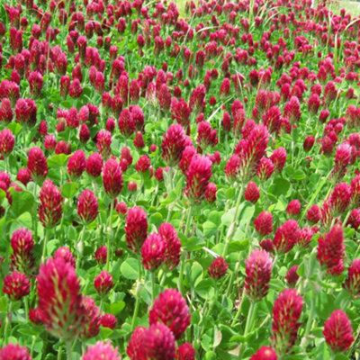 Crimson Clover Seeds red , bee friendly, Wildflower Seeds Trifolium Bulk order 1kg