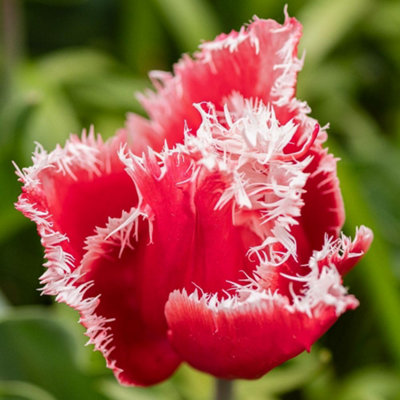 Crimson Red Tulip Bulbs with Frosted White Edges - Compact Spring ...