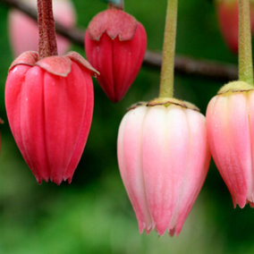Crinodendron Ada Hoffmann - Outdoor Flowering Shrub, Ideal for UK Gardens, Compact Size (15-30cm Height Including Pot)