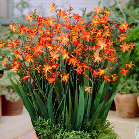 Crocosmia Carmine Brilliant - Brilliant Orange Blooms, Sun, Compact Size (15-30cm Height Including Pot)