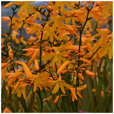 Crocosmia crocosmiiflora  George Davison Montbretia In 9cm Pot 3FATPIGS