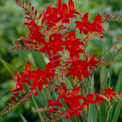 Crocosmia Lucifer - Bright Red Fiery Flowers, Low Maintenance, Hardy ...