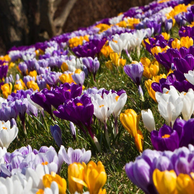 Crocus 100 Spring Bulb Collection - Mixed Early Flowering Perennial Bulbs - Pollinator Friendly - For Beds, Borders & Patio Pots