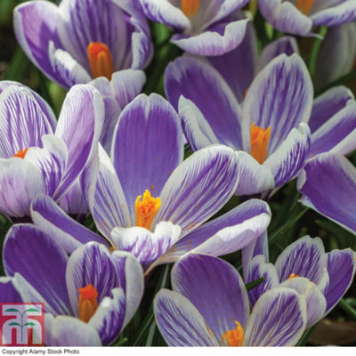 Crocus Bicolour Collection 40 Bulbs - 4
