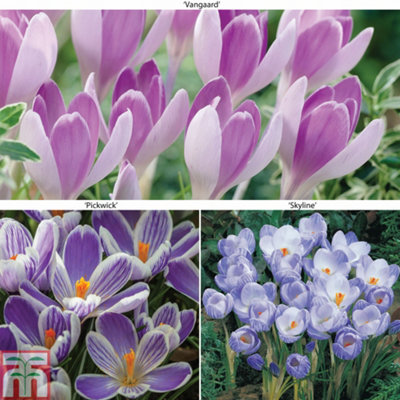 Crocus Bicolour Collection 80 Bulbs