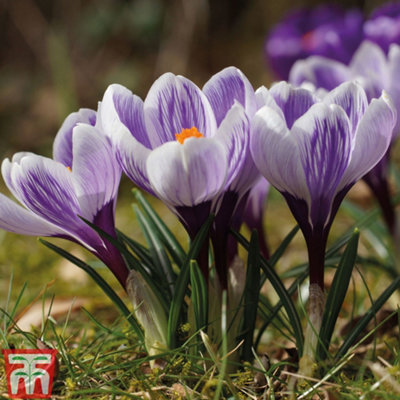 Crocus Bicolour Collection 80 Bulbs