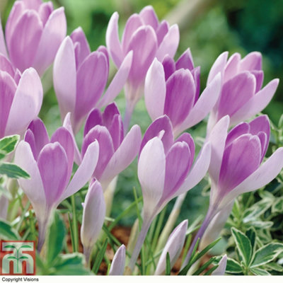 Crocus Bicolour Collection 80 Bulbs - 4