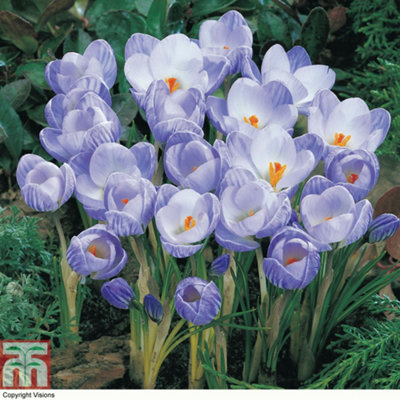 Crocus Bicolour Collection 80 Bulbs - 5