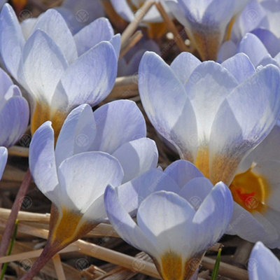 Crocus Blue Pearl Flowering Bulbs (50 Pack)