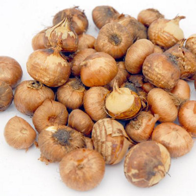 Crocus Botanical Mixed 200 Bulbs