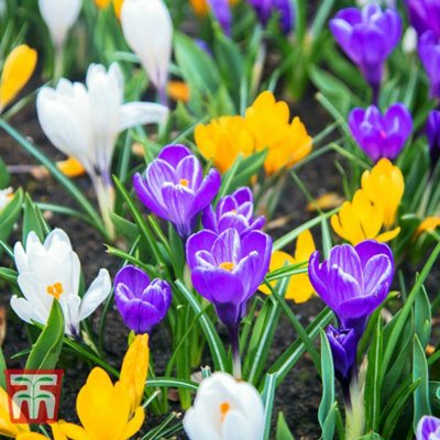 Crocus Botanical Mixed 46 Spring Flowering Bulbs