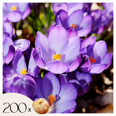 Crocus bulbs - 200 pcs. - Crocus Ruby Giant - Flower Bulbs - Purple