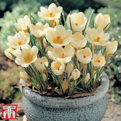 Crocus Cream Beauty 25 Spring Bulbs