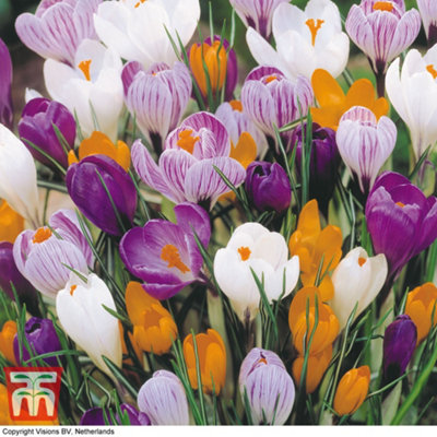 Crocus Dutch Yellow 60 Spring Bulbs