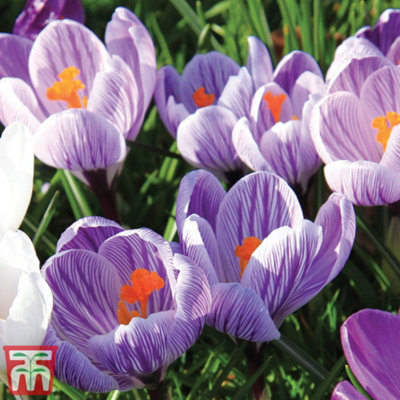 Crocus Dutch Yellow 60 Spring Bulbs