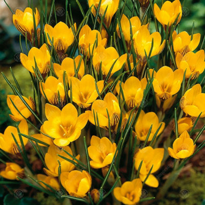 Crocus Fuscotinctus Flowering Bulbs (250 Pack)