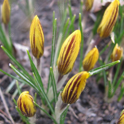 Crocus Fuscotinctus Flowering Bulbs (250 Pack)