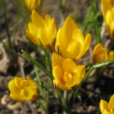 Crocus Fuscotinctus Flowering Bulbs (250 Pack) - 3