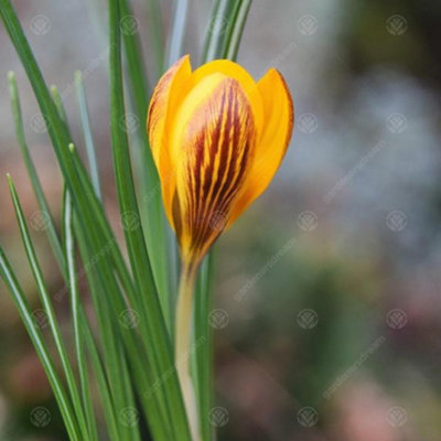 Crocus Fuscotinctus Flowering Bulbs (250 Pack) - 4