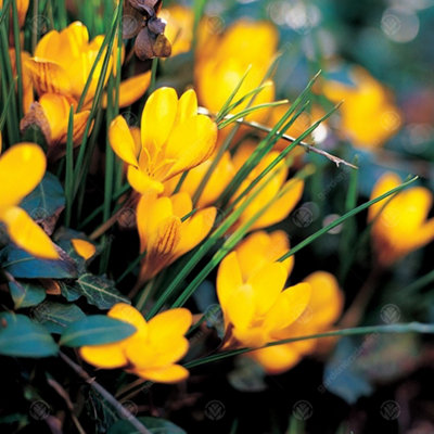 Crocus Fuscotinctus Flowering Bulbs (250 Pack) - 5