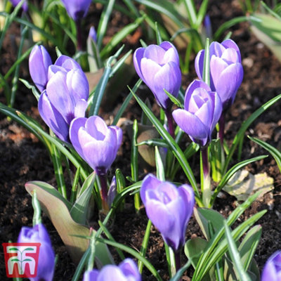 Crocus Grand Maitre 15 Spring Flowering Bulbs