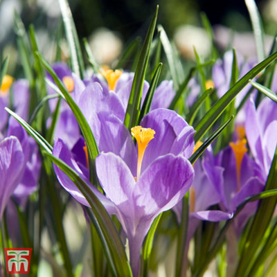 Crocus Grand Maitre 30 Spring Flowering Bulbs
