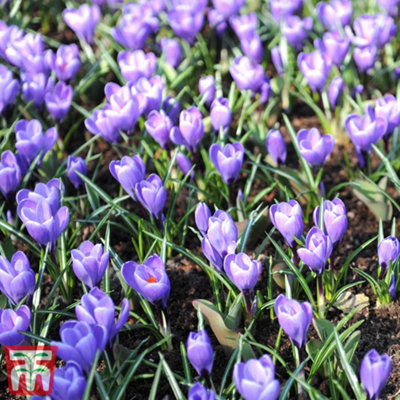 Crocus Grand Maitre 30 Spring Flowering Bulbs - 3