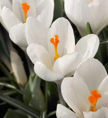 Crocus Jeanne d'Arc 25 Spring Bulbs