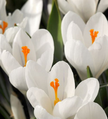 Crocus Jeanne d'Arc 25 Spring Bulbs