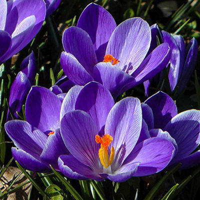Crocus 'Large flowered Blue' 30 bulbs size 6/7 Spring Bubls for Planting Out Now UK