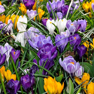 Crocus 'Large Flowered Mixed' 30 bulbs
