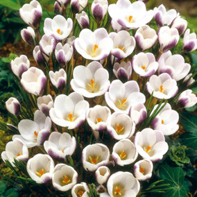 Crocus Prins Claus Flowering Bulbs (250 Pack)