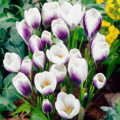 Crocus Prins Claus Flowering Bulbs (250 Pack)