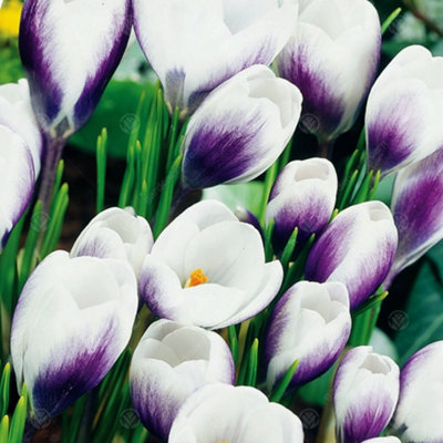 Crocus Prins Claus Flowering Bulbs (250 Pack) - 3